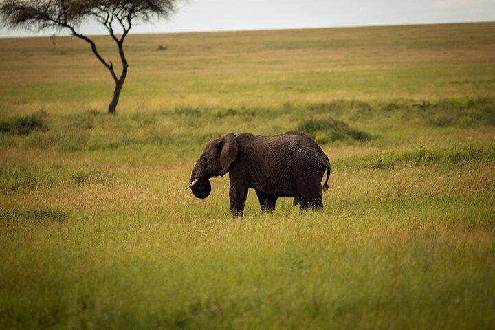 Adventure Day Trip to Ngorongoro Crater with Picnic Lunch