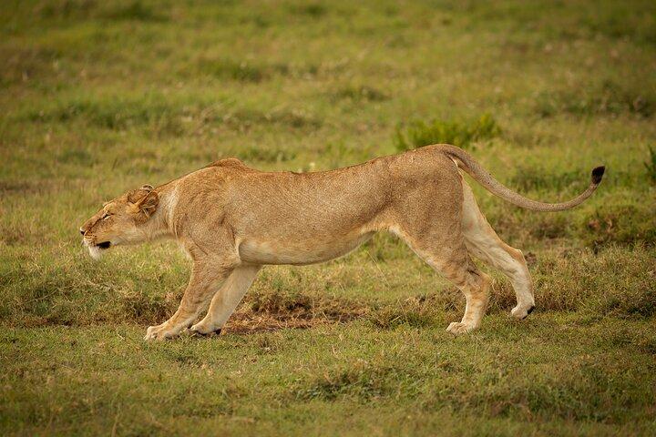 3 Day Safari to Tarangire Lake Manyara and Ngorongoro Crater