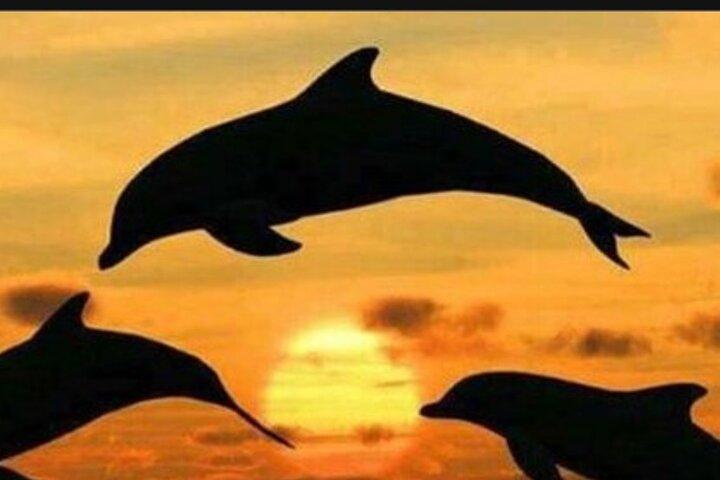 Baraka Aquarium and Dolphin Sightseeing with Sunset Cruise