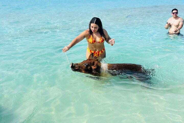 Perfect Day Swimming Pigs, Turtles, Reef Snorkel & Lunch