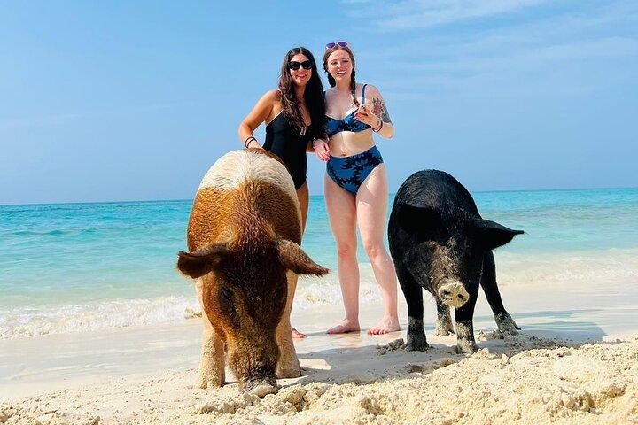 Perfect Day Swimming Pigs, Turtles, Reef Snorkel & Lunch