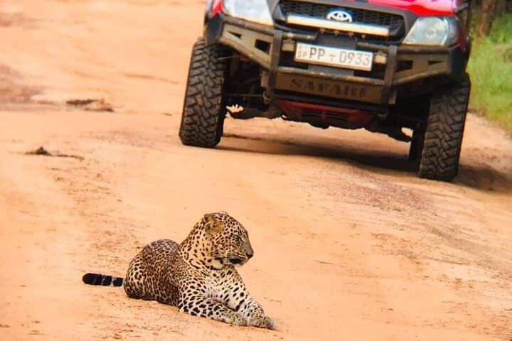 Private Yala Safari Tour from Colombo/Negombo (Leopard Safari)