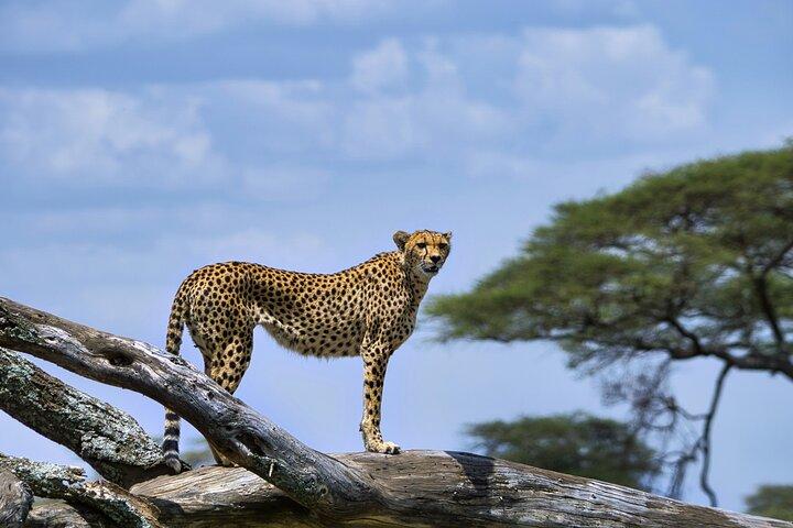 3 Days Serengeti And Ngorongoro Crater Outstanding Luxury Safari