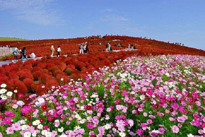 Hitachi Seaside Park, Oarai Sea Torii & Great Buddha w/ tickets