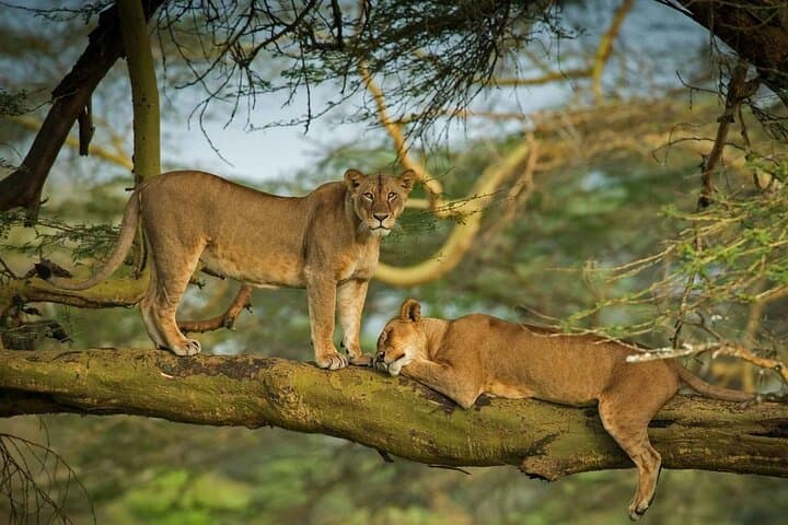 Lake Nakuru National Park Full Day Tour