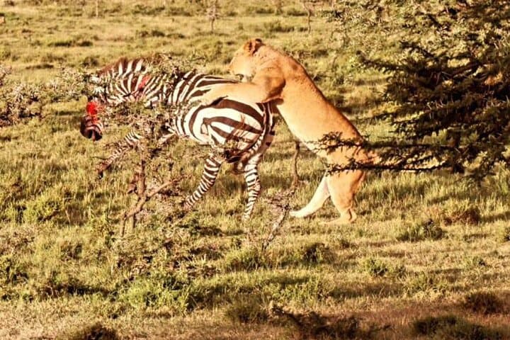 3 Days Private Maasai Mara Safari