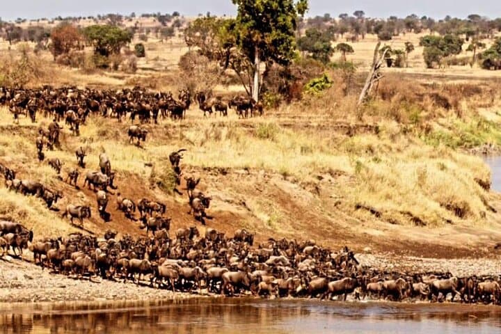 3 Days Private Maasai Mara Safari