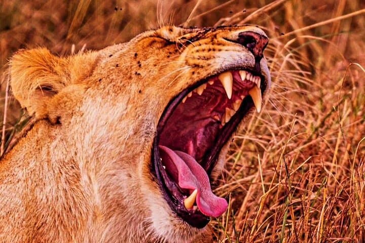 3 Days Private Maasai Mara Safari