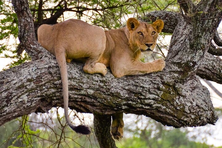 Nairobi National Park half-Day Tour; Free wifi Connection