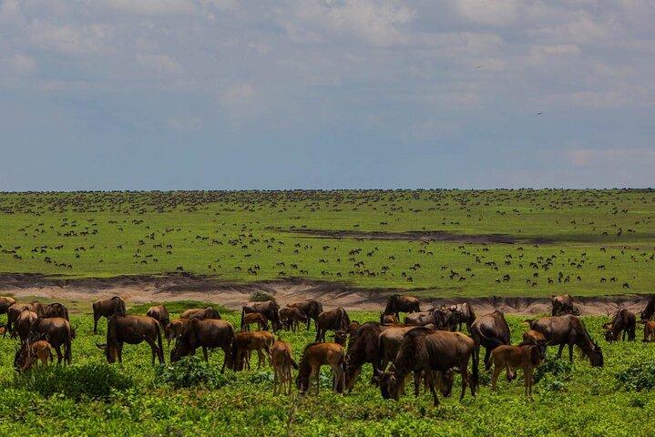 2 Days Wildlife Safari in Tanzania