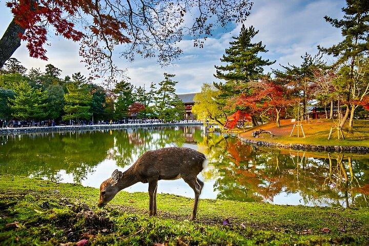 Nara Private Tour with Pick and Drop and English Speaking Driver
