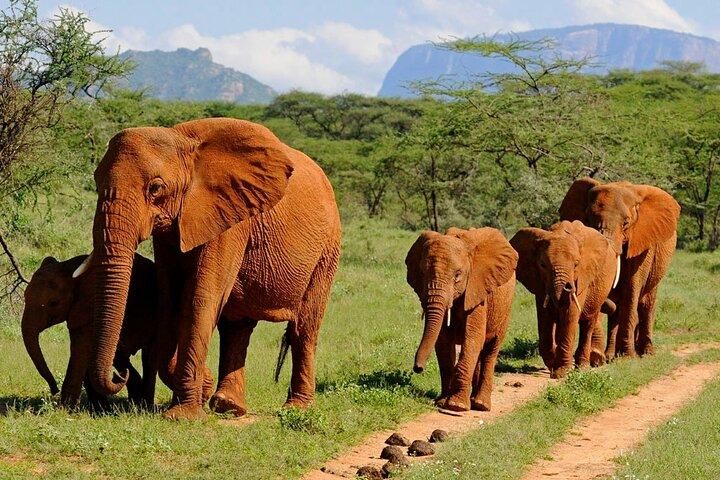 7 Days Taste of Kenya Safari Adventure Budget Package on 4x4 Jeep