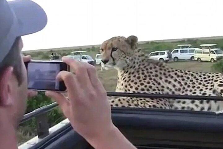 10 Days Kenya Honeymoon Safari on 4x4 Land CruiserJeep
