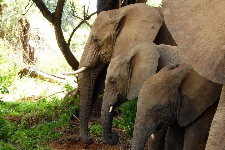 3 Days Samburu National Park Safari All Inclusive