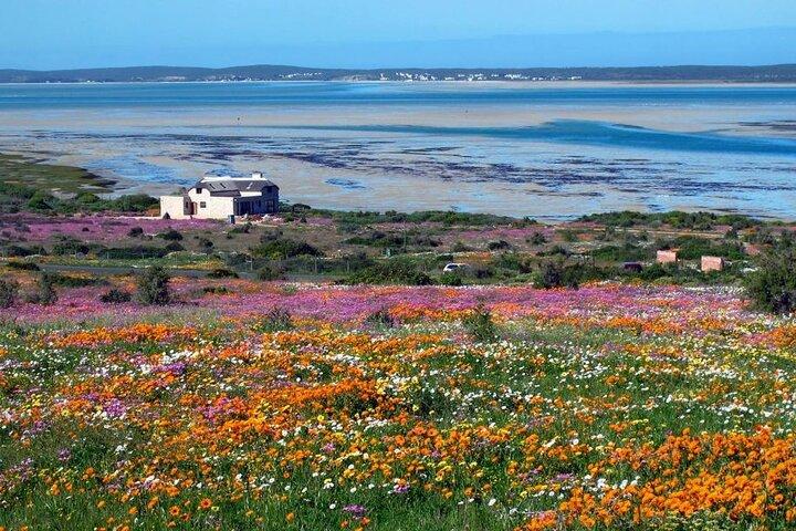 Cape West Coast Flower Tour