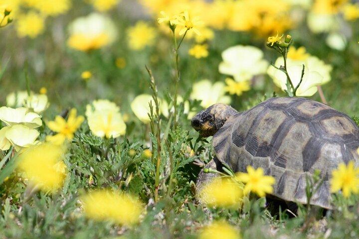 Cape West Coast Flower Tour
