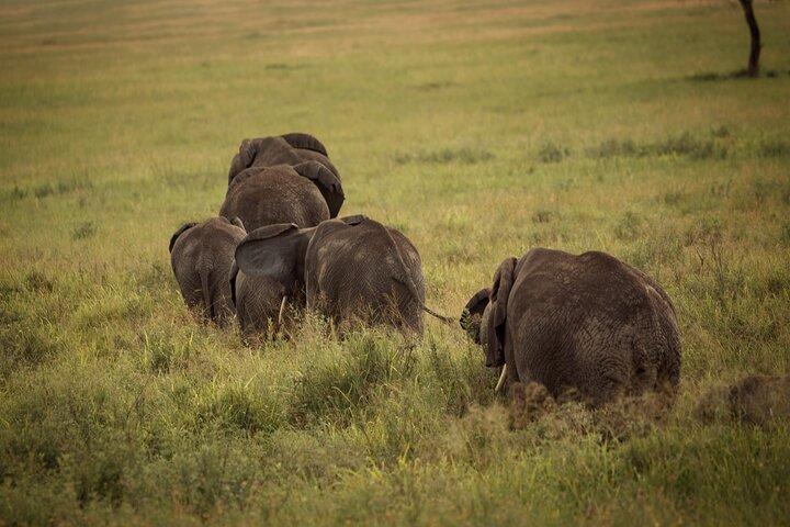 3 Day Safari to Tarangire Lake Manyara and Ngorongoro Crater