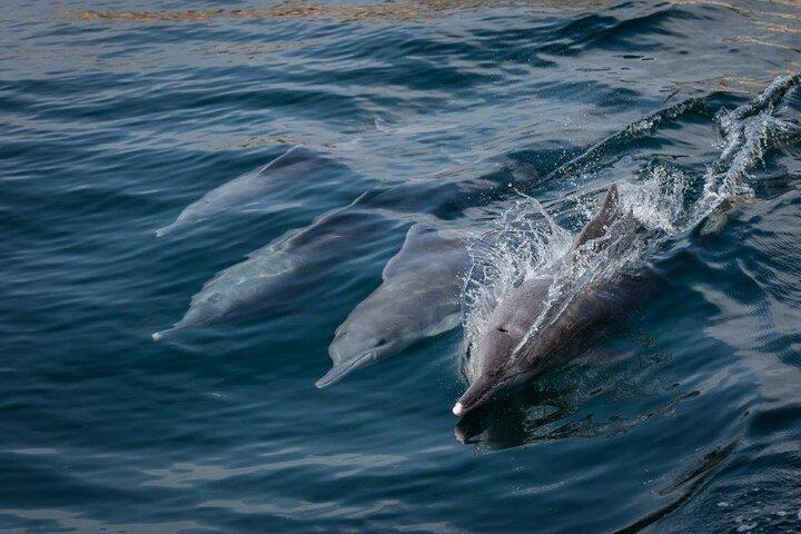 Dolphin Watching and Snorkeling Cruise Experience in Muscat