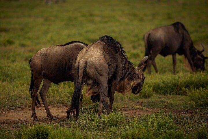 Wild Tanzania Safari: Arusha, Tarangire, Ngorongoro, Serengeti