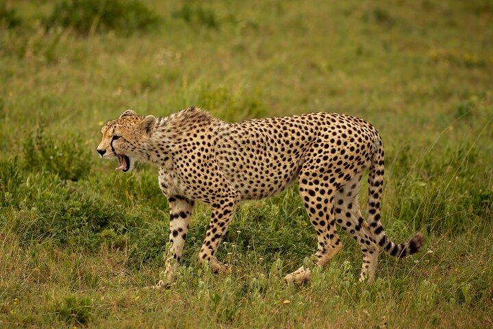 Wild Tanzania Safari: Arusha, Tarangire, Ngorongoro, Serengeti