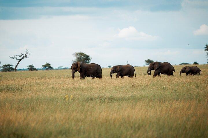 Wild Tanzania Safari: Arusha, Tarangire, Ngorongoro, Serengeti