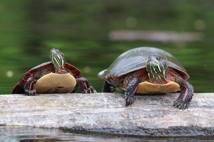 Ottawa Ecological Reserve Kayak Tour with TURTLE Sightings