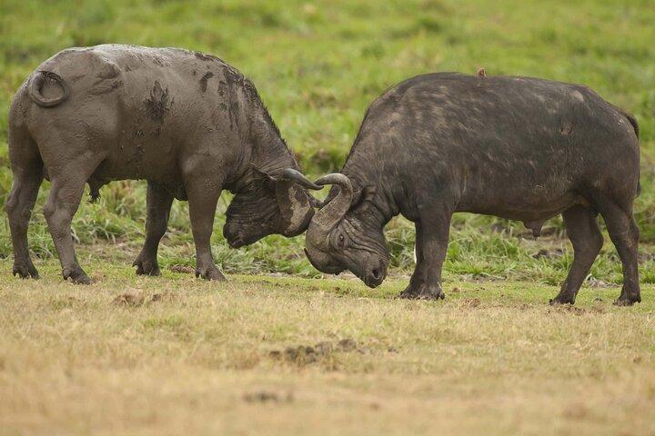 From Plains to Crater: 3-Day Mixed Safari in Northern Tanzania -