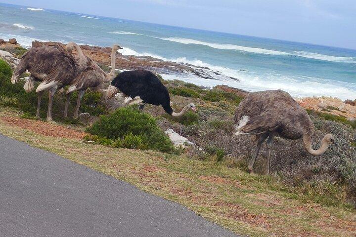 Full Day Cape Peninsula tour in private car