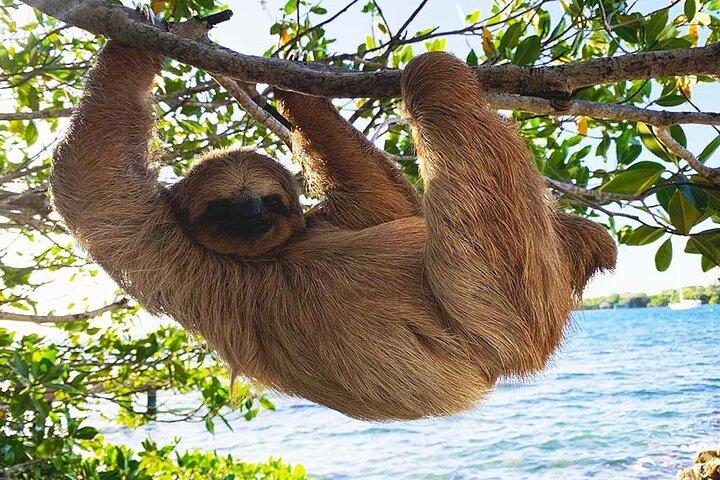 Roatan Excursion: Sloth Park and West Bay Beach Day Pass