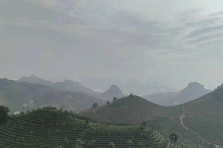 Qixianfeng Tea Plantation Tour in Yangshuo