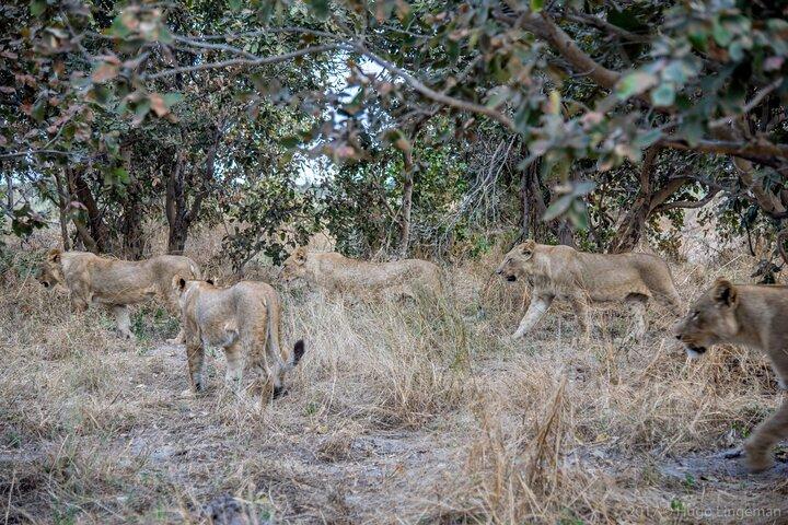 Chobe National Park Day Tour — from Livingstone
