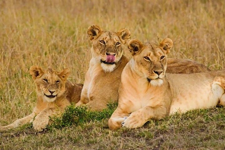 3 Days Safari Tour in Maasai Mara