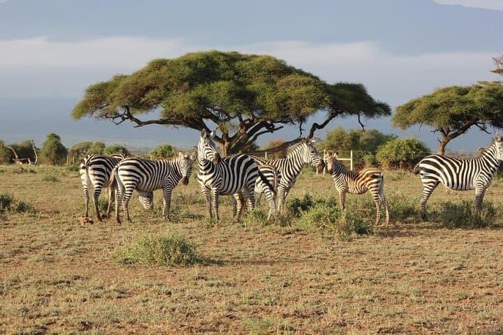 3 Days Safari Tour in Maasai Mara