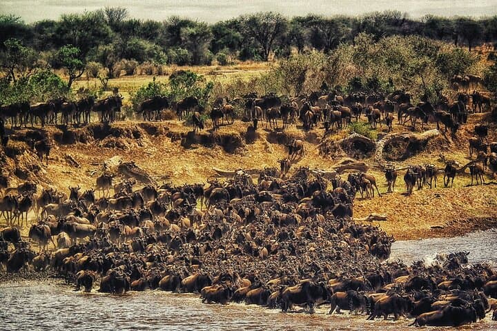3 Days Safari Tour in Maasai Mara