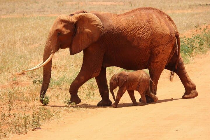 7 Day Kenya Safari Amboseli Naivasha Nakuru Mara