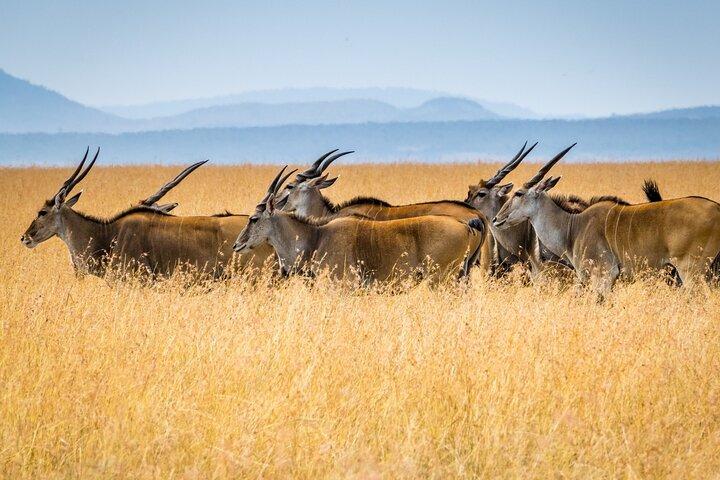 3 Days Masai Mara Group Joining Safari