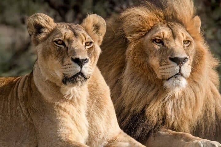Big Five Safari with Lunch and Wine Tasting Experience