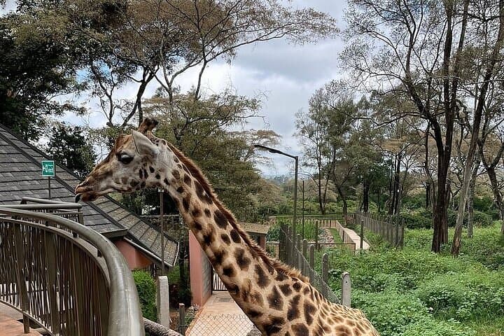 Private Giraffe Centre Experience in Nairobi