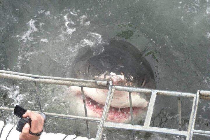 Shark Cage Diving