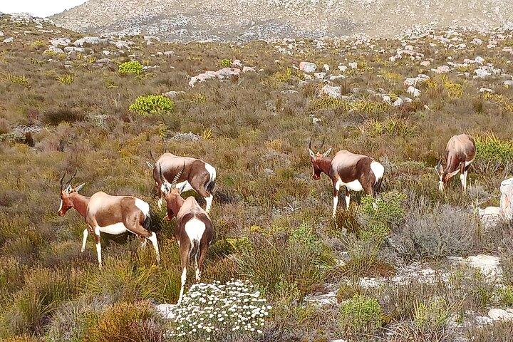 TheMajestic TableMountain Shared Tour,Penguin&Cape Point Full-Day