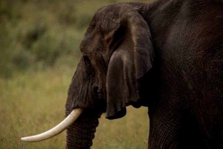 3 Day Safari to Tarangire Lake Manyara and Ngorongoro Crater
