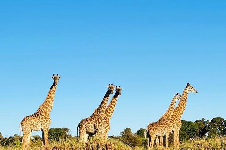 3 Day Safari to Tarangire Lake Manyara and Ngorongoro Crater