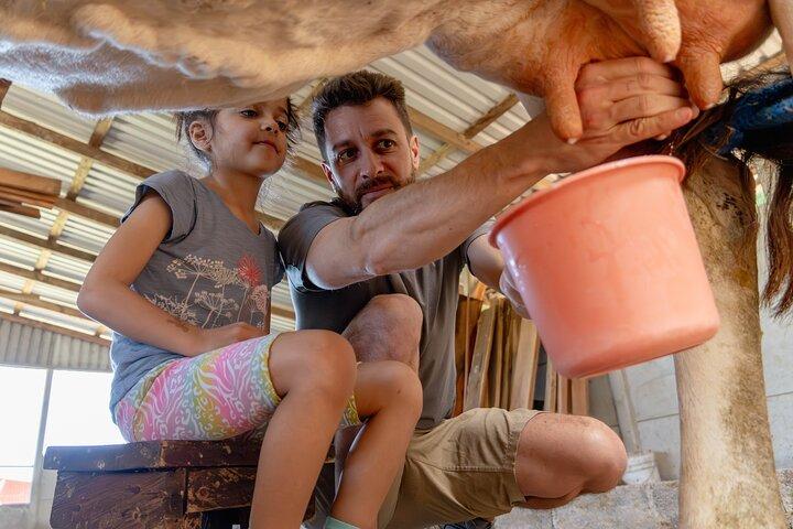 From Cow to Cheese: Authentic Farm & Cheese Tour in Monteverde