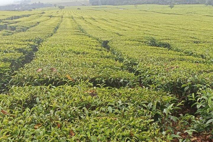 Kiambethu Tea Farm Tour From Nairobi