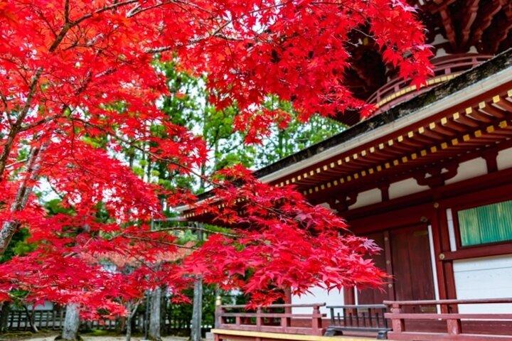 Mt Koya and Kishi Station 1 Day Bus Tour from Osaka