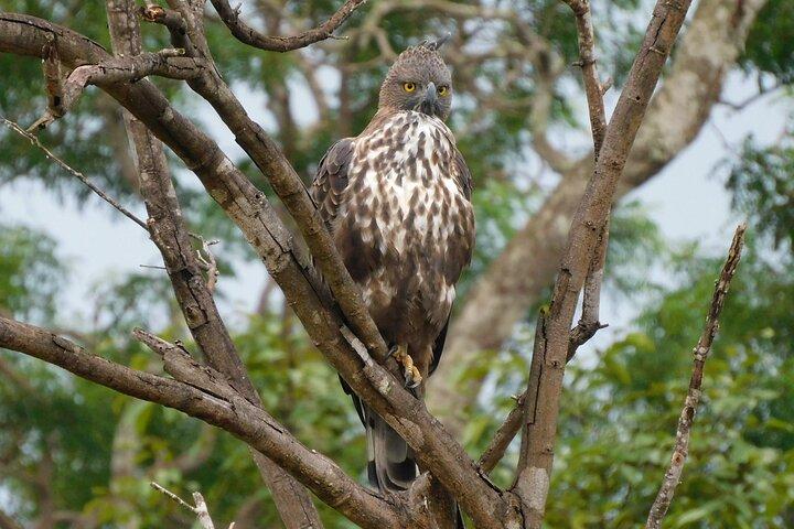 Bundala National Park : Safari Tour with Entrance tickets & Jeep