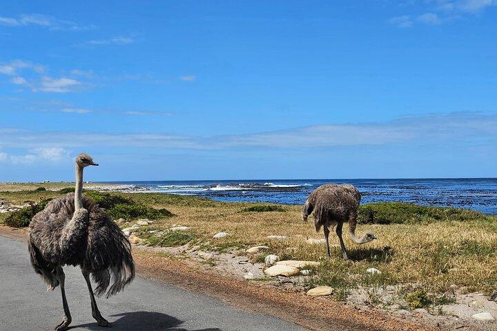 Private Cape Peninsula Tour: Cape Point & Boulders Penguins