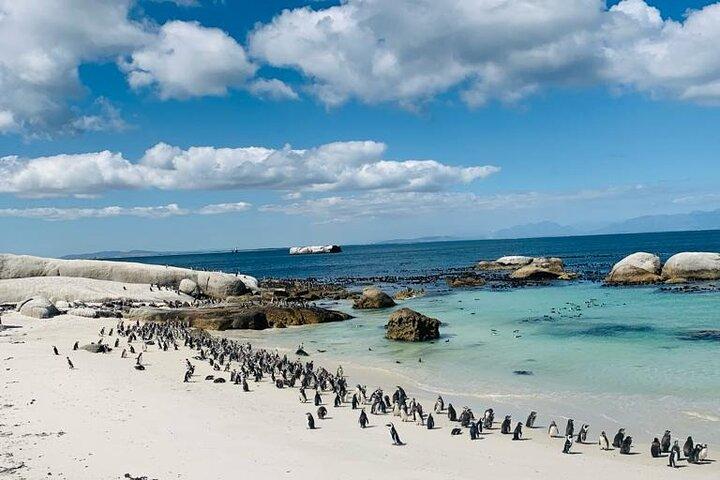 Private Cape Peninsula Tour: Cape Point & Boulders Penguins