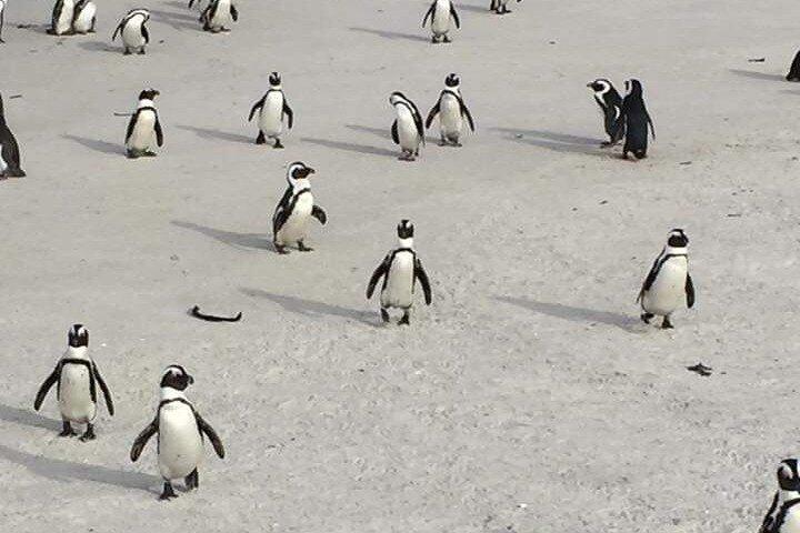 Private Cape Peninsula Tour: Cape Point & Boulders Penguins