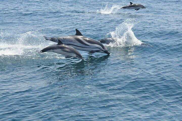 Gibraltar and Dolphin Watching Excursion from Malaga